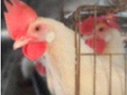 Five lakh hens of Maharashtra endangered due to Gujarat's negligence | गुजरातच्या बेपर्वाईने महाराष्ट्राच्या पाच लाख कोंबड्यांना धोका Five lakh hens of Maharashtra endangered due to Gujarat's negligence | गुजरातच्या बेपर्वाईने महाराष्ट्राच्या पाच लाख कोंबड्यांना धोका