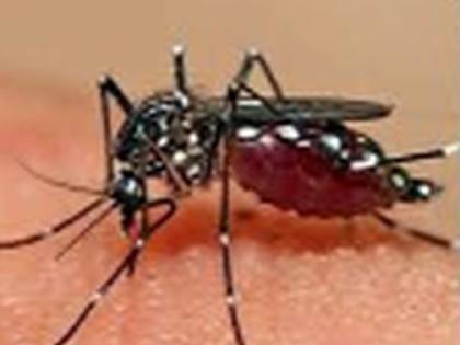 Corona will also deal with dengue | कोरोनासोबत डेंग्यूलाही सामोरे जाणार Corona will also deal with dengue | कोरोनासोबत डेंग्यूलाही सामोरे जाणार