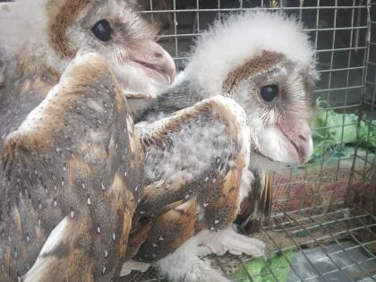 Lockdown enhances the reproductive capacity of birds in a clean environment | लॉकडाऊनमुळे स्वच्छ वातावरणात पक्ष्यांच्या प्रजनन क्षमतेत वाढ