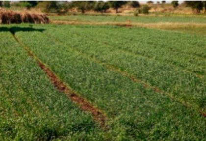 Cloudy weather: Farmers, take care of wheat and gram crops! | ढगाळ वातावरण : शेतकऱ्यांनो गहू, हरभरा या पिकांना जपा! Cloudy weather: Farmers, take care of wheat and gram crops! | ढगाळ वातावरण : शेतकऱ्यांनो गहू, हरभरा या पिकांना जपा!