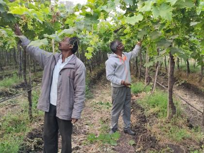  Danger struck by vineyard! | धुक्यामुळे द्राक्षबागायतदार धास्तावले !