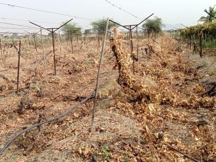 An ax on the vineyard of a farmer in Thangaon | ठाणगावच्या शेतकऱ्याची द्राक्ष बागेवर कुऱ्हाड