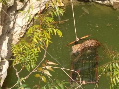 Read the life of the leopard lying in the well | विहिरीत पडलेल्या बिबट्याचे प्राण वाचले