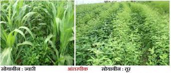 The presence of rain in Wani area expressed satisfaction among the farmers | वणी परिसरात पावसाची हजेरी शेतकरीवर्गात समाधान व्यक्त