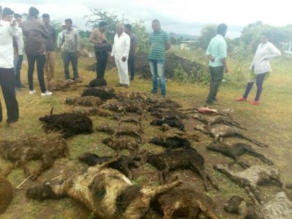 40 sheep fowl from the leopard in Ajangavaval Shivaraya | अजंगवडेल शिवारात बिबट्याकडून ४० मेंढ्या फस्त