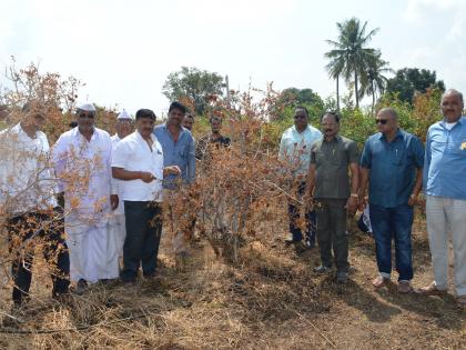 450 trees of pomegranate burns | डाळिंब बागेचे ४५० झाडे जळून    खाक