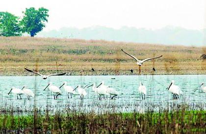 Gajabjali reservoirs by the arrival of foreign birds | विदेशी पक्ष्यांच्या आगमनाने गजबजली जलाशये