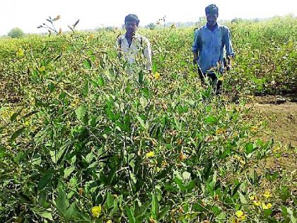 Prolapse of larvae on tur, chana | तूर, चण्यावर अळीचा प्रादुर्भाव