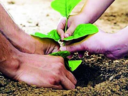 Trees that can be planted on farmland | शेतबांध-शेतजमिनीवर लावता येणार वृक्ष