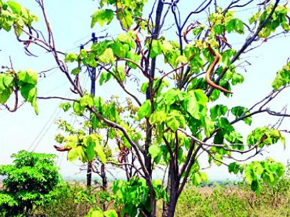 Rare tree found in Hindi University | हिंदी विश्वविद्यालयात आढळले दुर्लभ वृक्ष Rare tree found in Hindi University | हिंदी विश्वविद्यालयात आढळले दुर्लभ वृक्ष