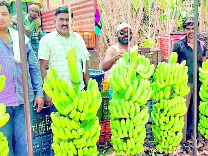 banana growers | केळी उत्पादकांची व्यापाऱ्यांकडून लूट banana growers | केळी उत्पादकांची व्यापाऱ्यांकडून लूट