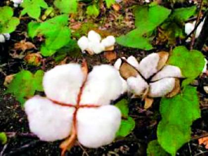It is impossible to buy all cotton before May 31 | ३१ मेपूर्वी सर्व कापूस खरेदी आटोपणे अशक्य