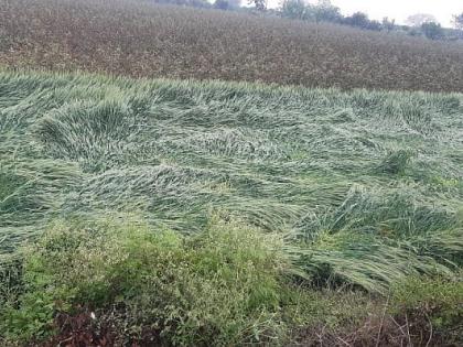 Rain everywhere in Nagpur district, mild hail in some areas | नागपूर जिल्ह्यात सर्वत्र पाऊस, काही भागात सौम्य गारपीट Rain everywhere in Nagpur district, mild hail in some areas | नागपूर जिल्ह्यात सर्वत्र पाऊस, काही भागात सौम्य गारपीट