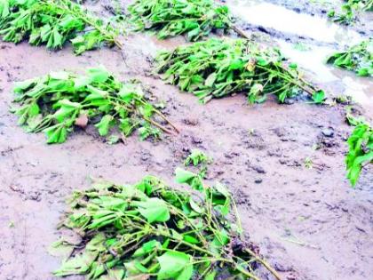 Excessive rainfall in four talukas of Yavatmal district | यवतमाळ जिल्ह्यातील चार तालुक्यांत अतिवृष्टी