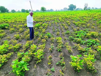 There is no soybean harvest this year due to scabies? | खोडमाशीमुळे यंदाही सोयाबीनची सवंगणी नाहीच?