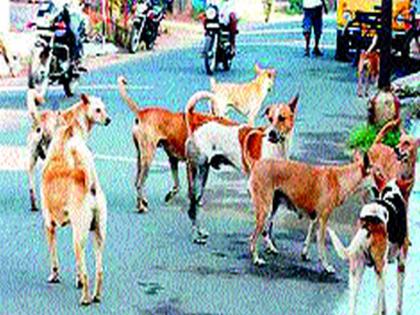  Campaign to catch dogs in Cidco on behalf of the municipality | महापालिकेच्या वतीने सिडकोत श्वान पकडण्याची मोहीम