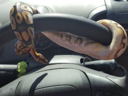 snake on the steering wheel of the bus | -अन् बसच्या स्टेअरिंगवर येऊन बसला साप