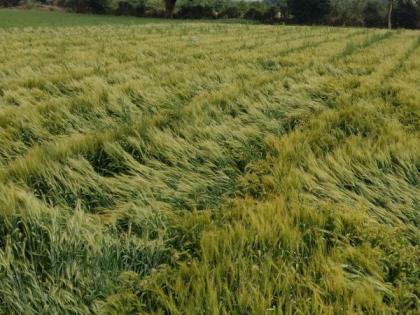 In Wardha district, unseasonal rains washed away wheat along with gram | वर्धा जिल्ह्यात अवकाळी पावसाने हरभऱ्यासह गव्हाला झोडपून काढले