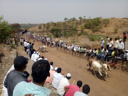 Bullock cart races while banned .... bullock cart owner aggressive | बंदी असताना धावले बैलगाडे .... बैलगाडा मालक आक्रमक