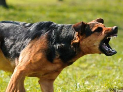 Dog barking is a threat to wildlife | कुत्र्याचा आवाज काढणारे यंत्र ठरतेय वन्यजीवांच्या उपद्रवावर उतारा