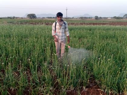  Due to climate change, disease in crops | हवामान बदलामुळे पिकांवर रोगांचा प्रादुर्भाव