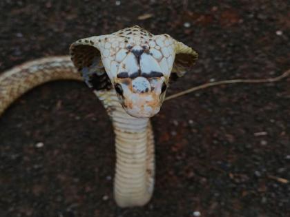 White piebald cobra found near Kolhapur | कोल्हापूरजवळ आढळला पांढऱ्या रंगाचा पाईबाल्ड कोब्रा
