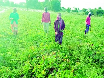 Experimental Farmers; Cucumber revolutionized the victim's life | प्रयोगशील शेतकरी; काकडीनं केली बळीराजाच्या आयुष्यात क्रांती