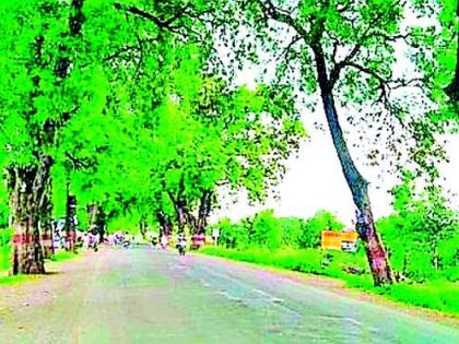 Tree cutting ban from court | न्यायालयाकडून वृक्षकटाईस मनाई Tree cutting ban from court | न्यायालयाकडून वृक्षकटाईस मनाई