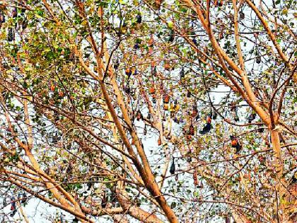 Semadoh and Paratwada are residence of Bat | सेमाडोह-परतवाड्यात वटवाघुळांच्या वसाहती Semadoh and Paratwada are residence of Bat | सेमाडोह-परतवाड्यात वटवाघुळांच्या वसाहती
