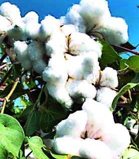 This year only 160 kg of cotton is produced | यंदा कपाशीची फक्त १६० किलो उत्पादकता This year only 160 kg of cotton is produced | यंदा कपाशीची फक्त १६० किलो उत्पादकता