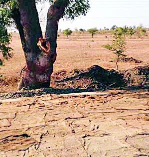 Even after the construction of the cement roads, the tree cover continues | सिमेंट रस्ते निर्मितीनंतरही वृक्षकटाई सुरूच