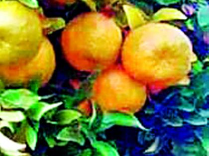 Oranges priced at Rs. 500, crates at Rs. 200; Falling hopes of inflation | ५०० रुपये दराची संत्री २०० रुपये क्रेट; भाववाढीची आशा फोल
