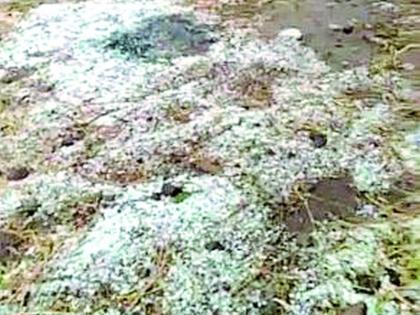 Chikhaldara, hailstorm in Khandukheda, hitting crops | चिखलदरा, खंडुखेड्यात तुफान गारपीट, पिकांना फटका