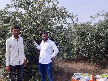 Reduction in apple bore production due to premature rains | अवकाळी पावसामुळे फुलकळ्या गळून पडल्याने अ‍ॅपल बोरांच्या उत्पादनात घट