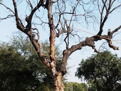 Two trees damaged on the highway were destroyed | महामार्गावरील वाळेलेली धोकेदायक दोन झाडे पाडली