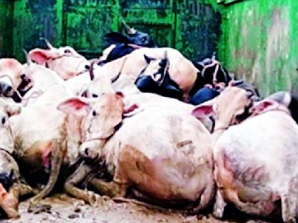Indirect trafficking of animals in the district | जिल्ह्यात जनावरांची बिनधास्त तस्करी Indirect trafficking of animals in the district | जिल्ह्यात जनावरांची बिनधास्त तस्करी