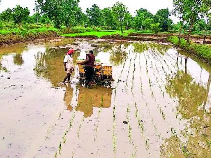 The beginning of Rovani in the Chulband valley of Palandur | पालांदूरच्या चुलबंद खोऱ्यात रोवणीचा श्रीगणेशा