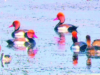 Foreign birds recorded for the first time | विदेशी पक्ष्यांची पहिल्यांदाच नोंद Foreign birds recorded for the first time | विदेशी पक्ष्यांची पहिल्यांदाच नोंद