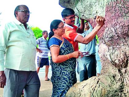 Eco-friendly for the nilly-free tree | खिळेमुक्त झाडांसाठी सरसावले पर्यावरणप्रेमी