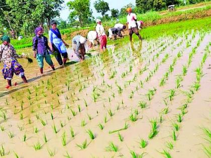 Students give state-of-the-art planting lessons to farmers! | शेतकऱ्यांना दिले विद्यार्थिनींनी अत्याधुनिक रोवणीचे धडे! Students give state-of-the-art planting lessons to farmers! | शेतकऱ्यांना दिले विद्यार्थिनींनी अत्याधुनिक रोवणीचे धडे!