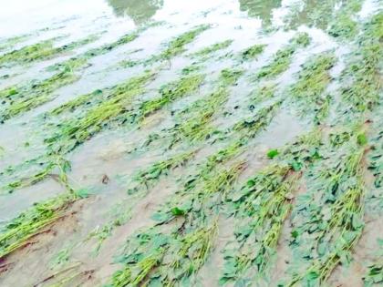 Damage to crops on 8000 hectares in Buldana district | बुलडाणा जिल्ह्यात ८ हजार हेक्टरवरील पिकांचे नुकसान