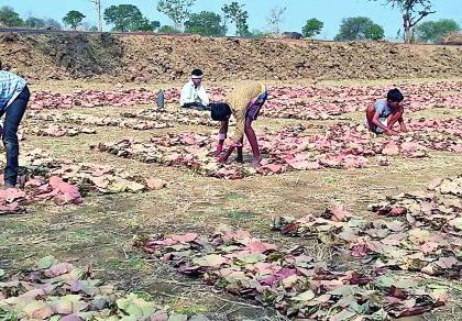 Balamjur has been working on turnaround padding | तेंदूपत्ता पुडके पलटविण्याच्या कामावर राबतात बालमजूर