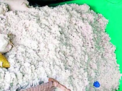 Farmer's cotton will buy till September 30 | शेतकऱ्यांचा कापूस ३० सप्टेंबरपर्यंत खरेदी करणार