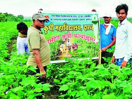 Spray on cotton only after the new moon | अमावस्ये नंतरच करा कपाशीवर फवारणी