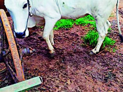 Keep the barn clean, avoid illness | गोठा स्वच्छ ठेवा, आजार टाळा Keep the barn clean, avoid illness | गोठा स्वच्छ ठेवा, आजार टाळा