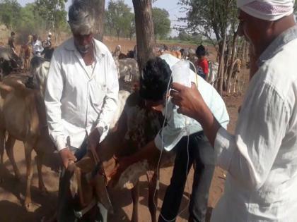 Cows poisoning due to eating farms in the field | शेतात दुरी खाल्ल्याने गुरांना विषबाधा Cows poisoning due to eating farms in the field | शेतात दुरी खाल्ल्याने गुरांना विषबाधा