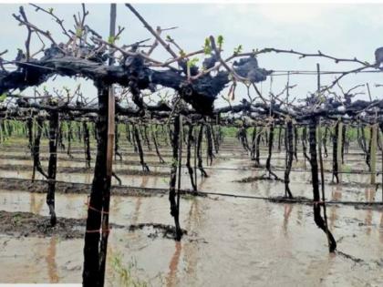 Damage to agriculture due to return rains in Dindori taluka | दिंडोरी तालुक्यात परतीच्या पावसाने शेतीचे नुकसान