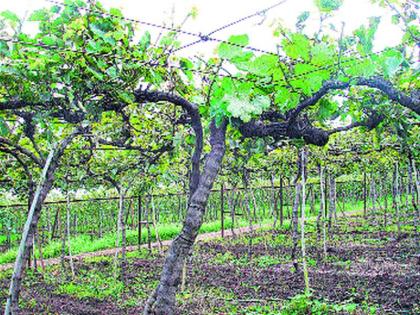 Devgaon: The fear of decline in income is due to the crisis in the grape crisis | देवगाव : उत्पन्नात घट होण्याची भीती उन्हाच्या तडाख्याने द्राक्षबागा संकटात