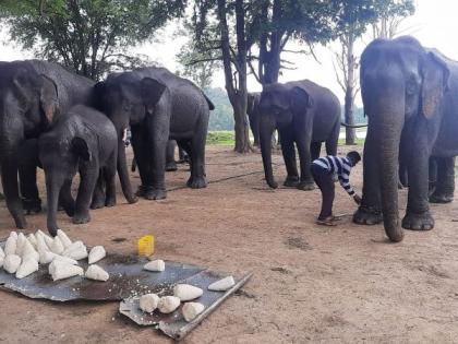 Tourist crowd at the elephant camp at Kamalapur in Gadchiroli | गडचिरोलीतील कमलापूरच्या हत्ती कॅम्पमध्ये पर्यटकांची गर्दी