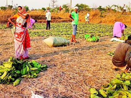 Four villages got Rs 40 lakh from Tendu collection | तेंदू संकलनातून चार गावांना मिळाले ४० लाख